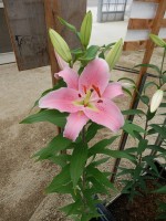 [5231 Striker 2N No01.JPG]